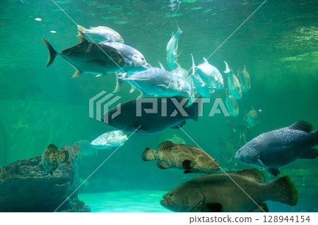 View of Giant Grouper and big fish in the tank, focus selective View of Giant Grouper and big fish in the tank, focus selective 128944154