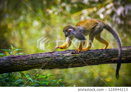 Common Squirrel Monkey Walking on Tree Branch Over Water Common Squirrel Monkey Walking on Tree Branch Over Water 128944213