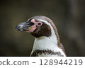 Close-Up Portrait of a Humboldt Penguin 128944219