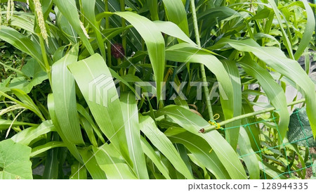 Corn grows well 128944335