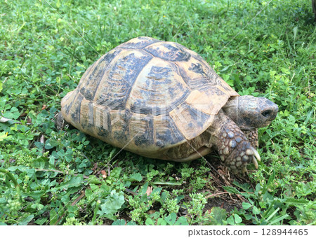 young hermann tortoises young hermann tortoises 128944465
