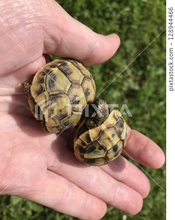 young hermann tortoises 128944466