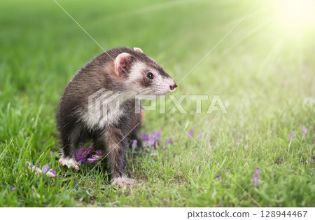 ferret in nature 128944467
