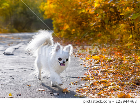 chihuahua in nature 128944468