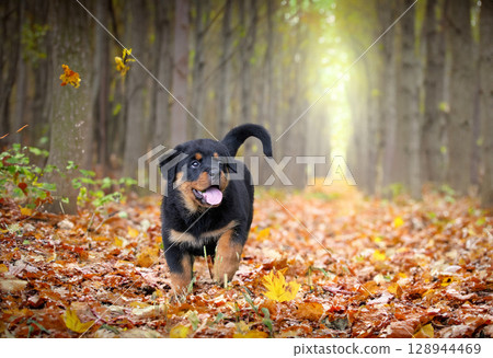 puppy rottweiler in nature 128944469