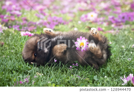 puppy pomeranian in grass 128944470