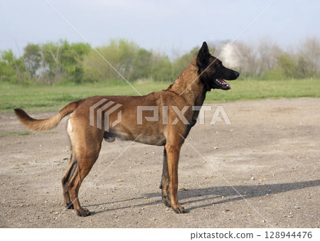 training of belgian shepherd training of belgian shepherd 128944476