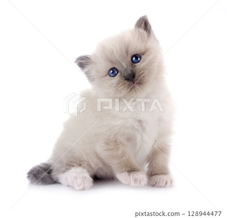 kitten birman cat in studio kitten birman cat in studio 128944477