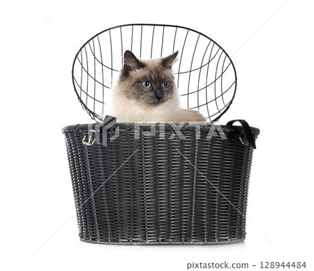 siberian cat and bicycle basket in studio siberian cat and bicycle basket in studio 128944484