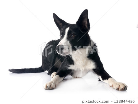 border collie in studio 128944486