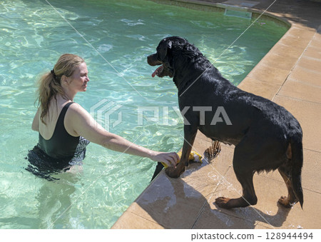 rottweiler and swimming pool rottweiler and swimming pool 128944494
