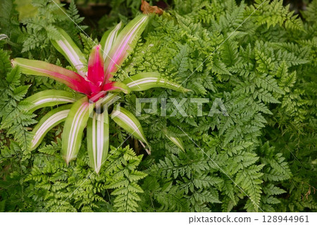 Neoregelia Carolinae, Bromeliaceae, Flandria, Negre 128944961