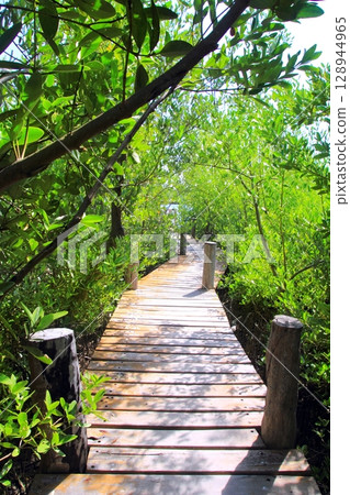 mangrove forest walkway jungle mexico 128944965