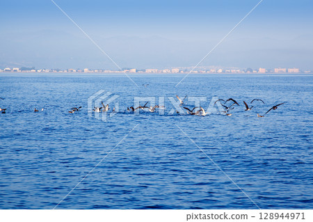 blue sea seagulls hunting sardine fish 128944971