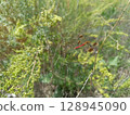 A red-tailed dragonfly perched on a twig amidst green vegetation. Suitable for themes related to nature, insects, wildlife, and summer 128945090