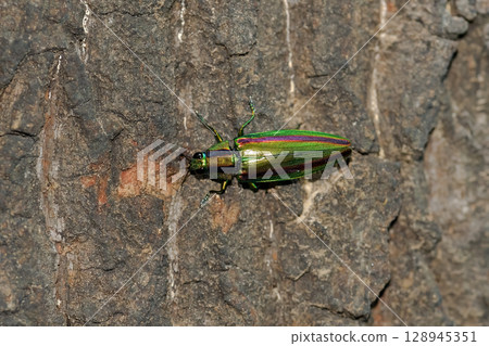 A badger beetle 128945351