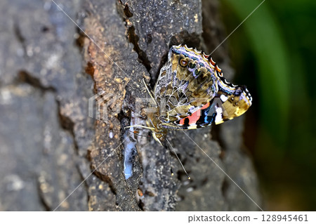 紅海軍上將 紅海軍上將 128945461