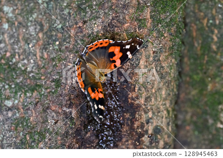 紅海軍上將 128945463