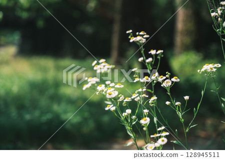 [Ujikami Shrine/Uji Shrine] Beautiful dandelions 128945511