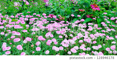 Flowerbed with pink chamomile flowers. 128946178