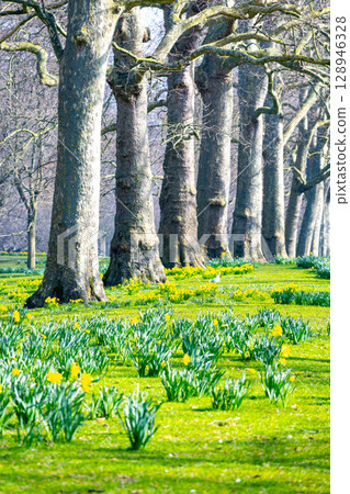 Bright yellow daffodils dot the verdant green meadow in St. James's Park, London. Towering trees frame the landscape, signaling the vibrant arrival of spring in the heart of the city. 128946328