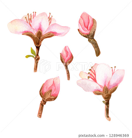 Watercolor set of three hand-drawn illustrations of delicate pink peach flowers and buds or others blossoms. 128946369