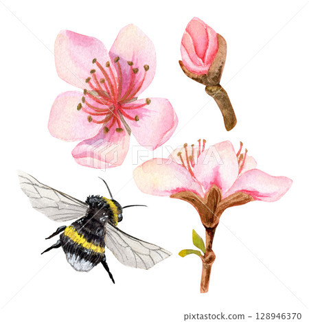 Watercolor set of delicate pink peach flowers, buds or others blossoms and flying bumblbee Watercolor set of delicate pink peach flowers, buds or others blossoms and flying bumblbee 128946370