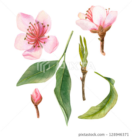 Watercolor set of delicate pink peach flowers, buds or others blossoms and leaves, branch. 128946371