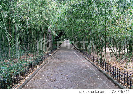 Walking Path Through a Serene Bamboo Grove in a Nikitsky Botanical Garden Walking Path Through a Serene Bamboo Grove in a Nikitsky Botanical Garden 128946745