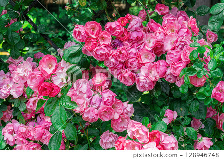Blooming Pink Roses in a Lush Garden During Springtime 128946748