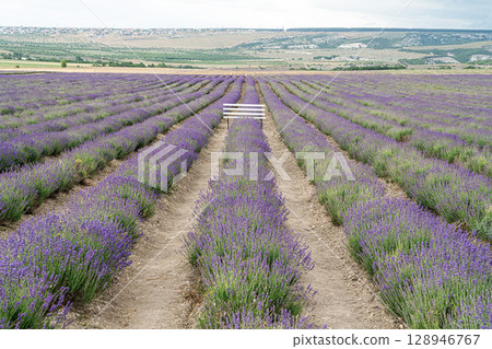 Lavender Fields Stretch Across the Landscape With a village of Turgenevka 128946767