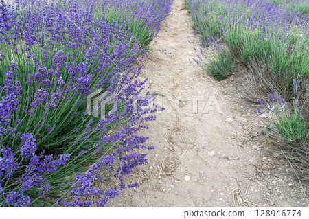 Lavender Path Through Vibrant Purple Fields in Summer 128946774