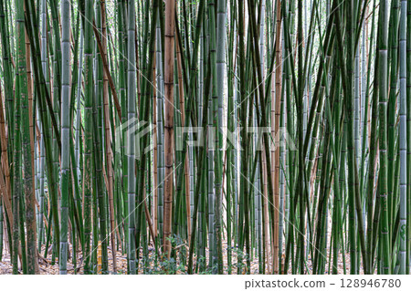 Lush Bamboo Forest With Towering Green and Golden Stalks in Tranquil Setting 128946780