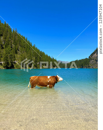A cow in Lago di Braies lake, south Tyrol, Dolomites, Alps, Italy A cow in Lago di Braies lake, south Tyrol, Dolomites, Alps, Italy 128947104