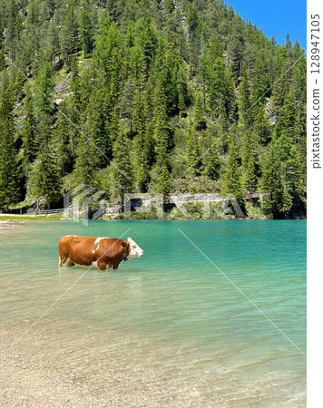 A cow in Lago di Braies lake, south Tyrol, Dolomites, Alps, Italy 128947105