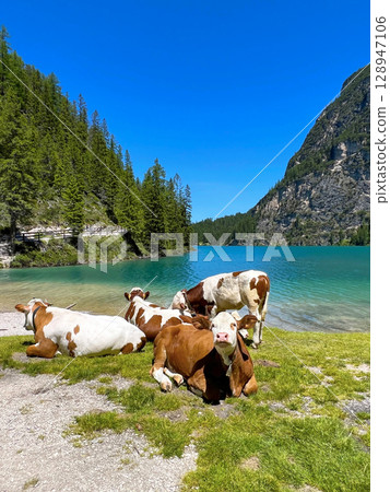 Cows in Lago di Braies lake, south Tyrol, Dolomites, Alps, Italy 128947106