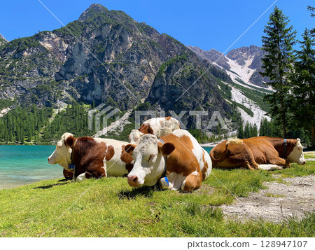 Cows in Lago di Braies lake, south Tyrol, Dolomites, Alps, Italy 128947107