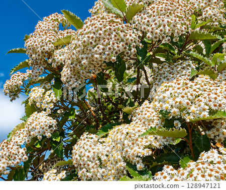 Tiny white flowers gather in harmony, their golden centers sparkling like miniature suns among lush green foliage. Tiny white flowers gather in harmony, their golden centers sparkling like miniature suns among lush green foliage. 128947121