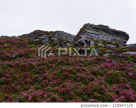 Flowering purple heather covers the foreground with grey rock formations on a hillside under an overcast sky in County Kerry, Ireland, near the Coomloughra Horseshoe hiking trail. Flowering purple heather covers the foreground with grey rock formations on a hillside under an overcast sky in County Kerry, Ireland, near the Coomloughra Horseshoe hiking trail. 128947128