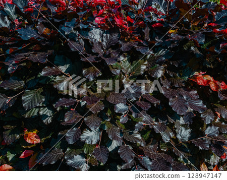 The tight-knit Copper Beech hedge displays a variety of leaf colors. Mostly dark purple foliage transitions to brighter red hues as the seasons change in fall. The tight-knit Copper Beech hedge displays a variety of leaf colors. Mostly dark purple foliage transitions to brighter red hues as the seasons change in fall. 128947147