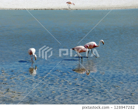 Flamingo  in the lake 128947282