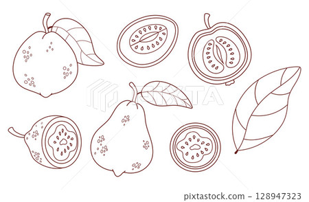 Outline tropical Guava Fruit set. Isolated garden product Tree on White Background. Line drawing, coloring book. Vector illustration. Not ai 128947323