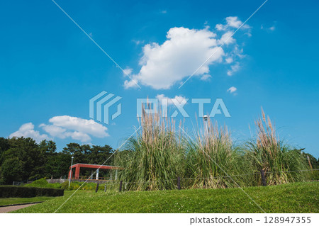 [Hattori Ryokuchi] Clear blue skies and vibrantly growing grass 128947355