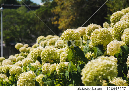 [服部綠地] 黃色繡球花 128947357