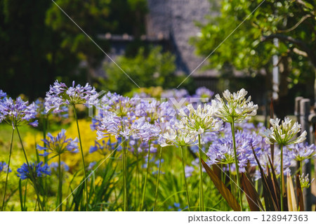 [服部綠地] 美麗的花 128947363