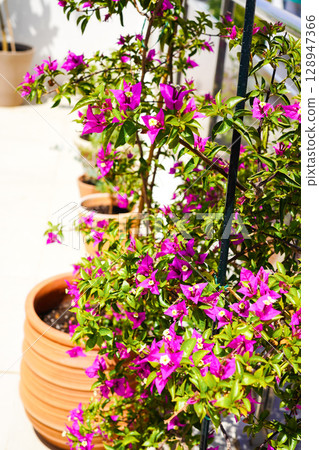 Tropical flower grown on the terrace: Bougainvillea 128947366