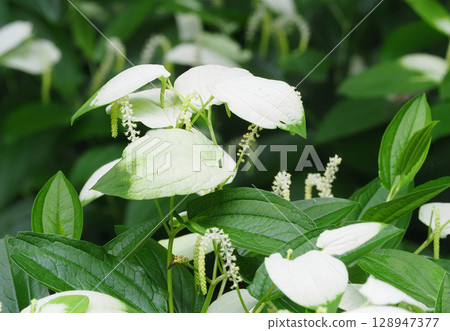 Hansee節目 Hansee節目 128947377