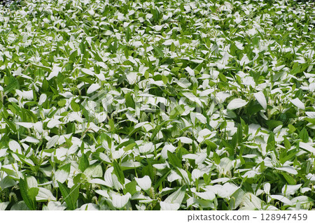 Hansee節目 Hansee節目 128947459