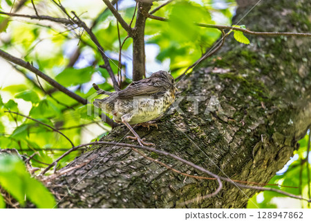 A fieldfare chick, Turdus pilaris, has left the nest and is sitting on a branch. A chick of fieldfare sitting and waiting for a parent on a branch. A fieldfare chick, Turdus pilaris, has left the nest and is sitting on a branch. A chick of fieldfare sitting and waiting for a parent on a branch. 128947862