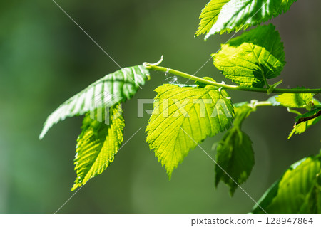 Nature of green leaf in garden at summer. Natural green leaves plants using as spring background cover page environment ecology 128947864